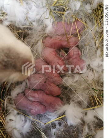 little newborn rabbits little newborn rabbits 118056369