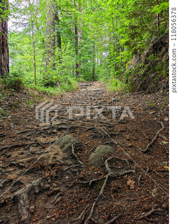 path in the green forest path in the green forest 118056378