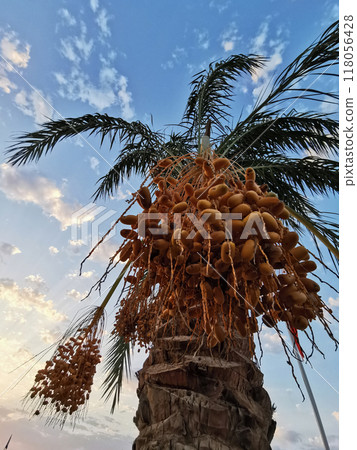 date tree with fruits 118056428