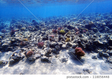 coral reef in the Red Sea 118056448