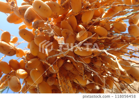 date tree with fruits date tree with fruits 118056458