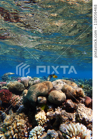 coral reef in the Red Sea 118056468