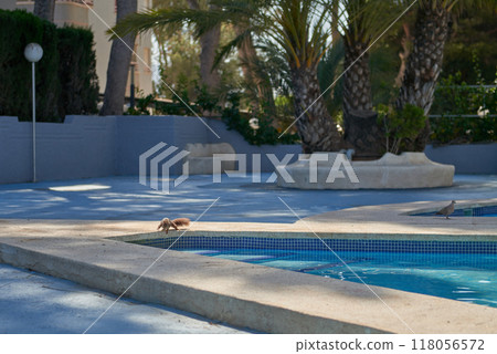 Charming Wildlife Moment: Squirrel Quenching Thirst at Poolside Oasis with Palm Trees Under Sunny Summer Sky. Playful Squirrel at Pool's Edge: Delightful Encounter Amidst Tropical Palms and Clear Blue 118056572