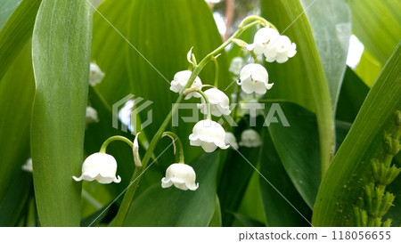 Lily of the valley flowers in the spring in the forest. 118056655