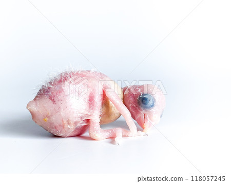 New born Forpus parrot bird on the white background 118057245