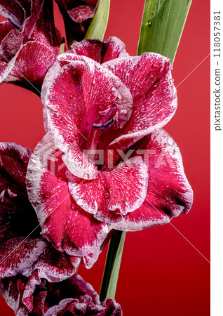 Blooming Gladiolus Jiri Vaclavik on a red background 118057381