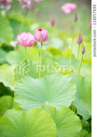 蓮花已經開始綻放 118057698