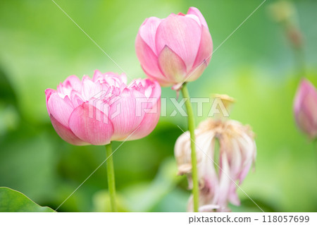 The transformation of the lotus flower: bud, flower, petal 118057699