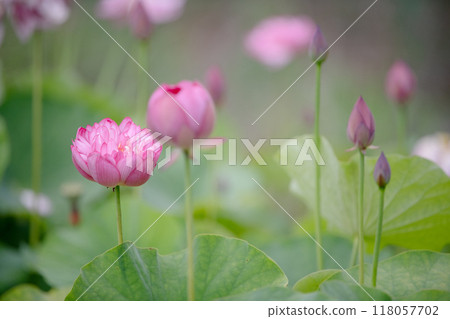 蓮花已經開始綻放 蓮花已經開始綻放 118057702