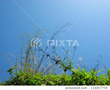 Fresh greenery shining against the blue sky 118057759