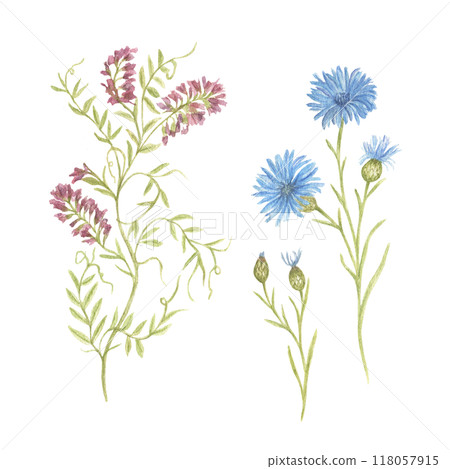 A set of wildflowers. Cornflower and creeping grass. Watercolor botanical illustration for the design of postcards, poster templates, greetings, highlighted on a white background 118057915