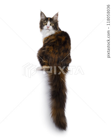 Maine Coon cat youngster on white background Maine Coon cat youngster on white background 118058036