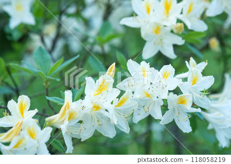 white azalea flowers in the garden white azalea flowers in the garden 118058219