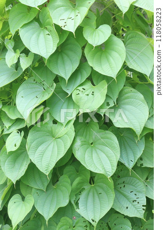 Dioscorea bulbifera plant on forest 118058223