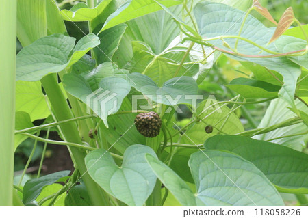 Dioscorea bulbifera plant on forest Dioscorea bulbifera plant on forest 118058226