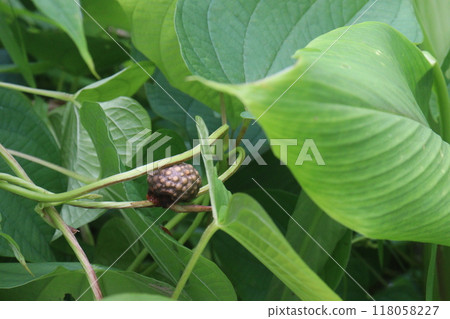 Dioscorea bulbifera plant on forest 118058227