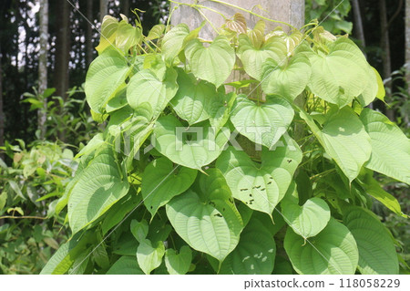 Dioscorea bulbifera plant on forest 118058229