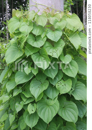 Dioscorea bulbifera plant on forest 118058230