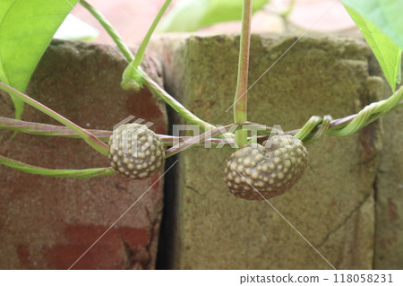 Dioscorea bulbifera plant on forest 118058231