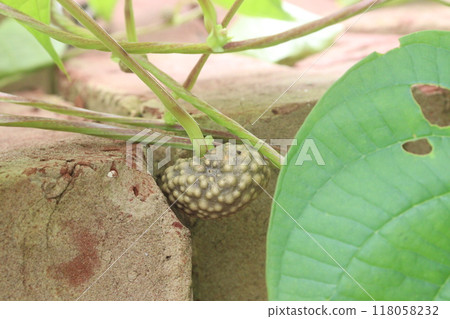 Dioscorea bulbifera plant on forest Dioscorea bulbifera plant on forest 118058232
