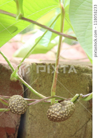 Dioscorea bulbifera plant on forest Dioscorea bulbifera plant on forest 118058233