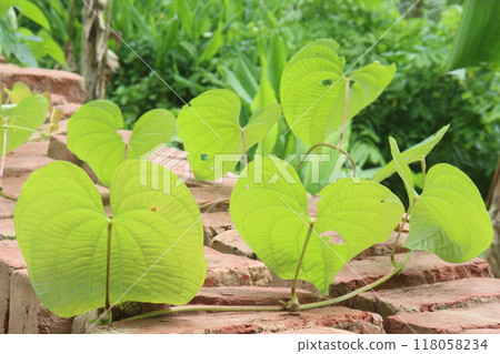Dioscorea bulbifera plant on forest Dioscorea bulbifera plant on forest 118058234