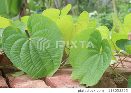 Dioscorea bulbifera plant on forest 118058235