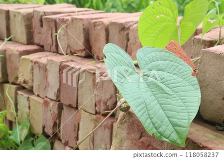 Dioscorea bulbifera plant on forest Dioscorea bulbifera plant on forest 118058237