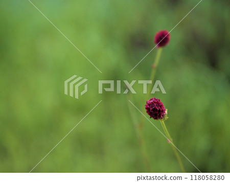 A small and pretty red waremoko flowering in September A small and pretty red waremoko flowering in September 118058280