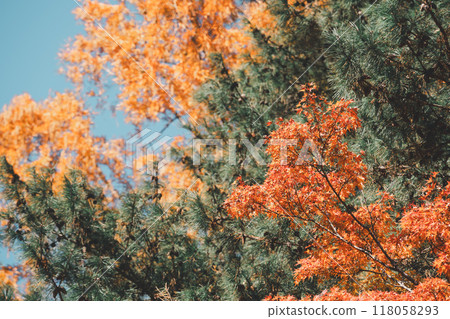 日本 美麗 楓葉 旅遊 背景 楓樹 Maple leaf メープルリーフ 紅葉 モミジ もみじ 日本 美麗 楓葉 旅遊 背景 楓樹 Maple leaf メープルリーフ 紅葉 モミジ もみじ 118058293