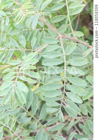 False indigo bush plant on jungle False indigo bush plant on jungle 118058309