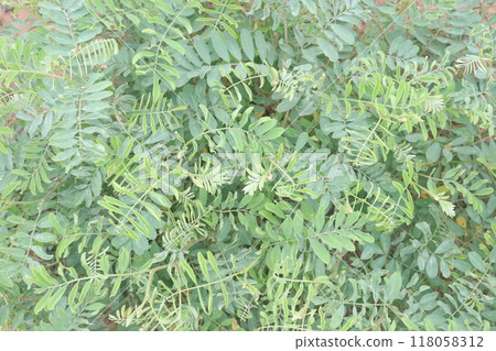 False indigo bush plant on jungle 118058312