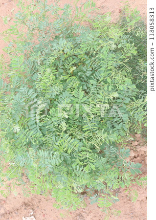 False indigo bush plant on jungle False indigo bush plant on jungle 118058313