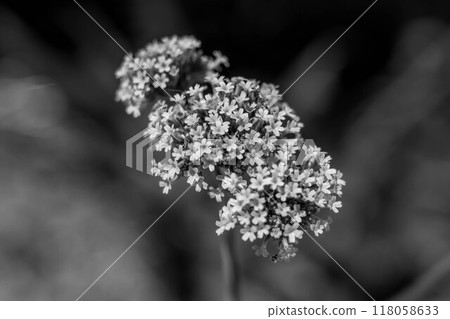 Small World ~Verbena Flowers~ Small World ~Verbena Flowers~ 118058633