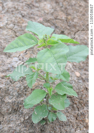 Ipomoea carnea flower plant on nursery 118058687
