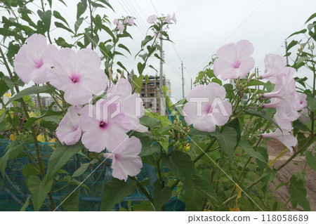 Ipomoea carnea flower plant on nursery Ipomoea carnea flower plant on nursery 118058689