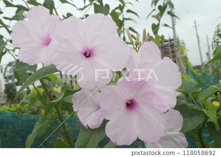 Ipomoea carnea flower plant on nursery 118058692
