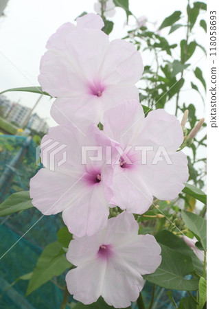 Ipomoea carnea flower plant on nursery Ipomoea carnea flower plant on nursery 118058693