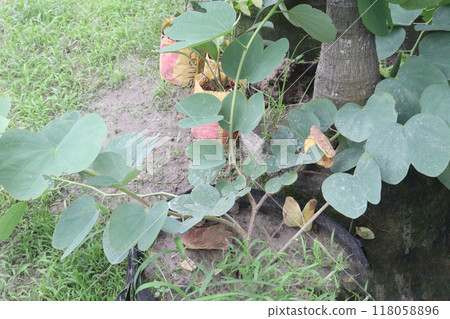 judas tree flower plant on nursery judas tree flower plant on nursery 118058896