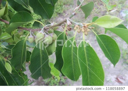 Mimusops elengi fruit on plant in nursery 118058897