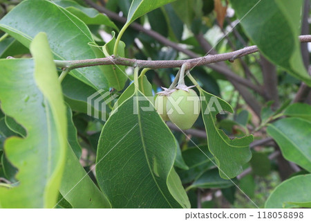 Mimusops elengi fruit on plant in nursery 118058898