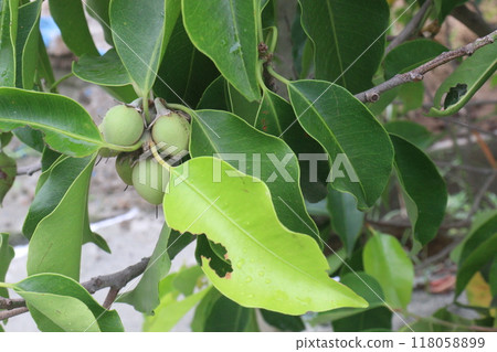 Mimusops elengi fruit on plant in nursery 118058899