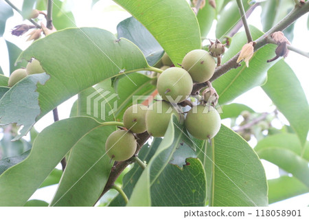 Mimusops elengi fruit on plant in nursery 118058901
