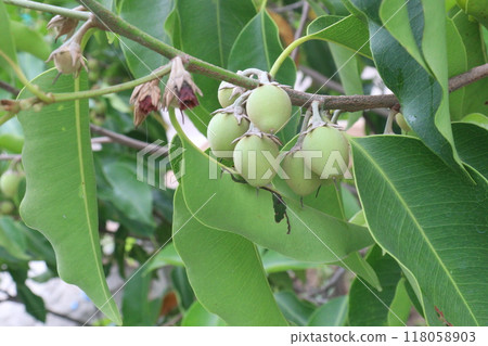 Mimusops elengi fruit on plant in nursery 118058903