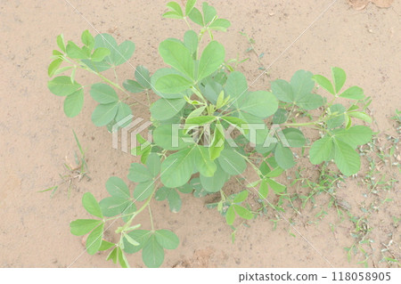 Sicklepod plant in the forest is medicinal Sicklepod plant in the forest is medicinal 118058905