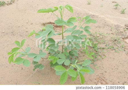 Sicklepod plant in the forest is medicinal Sicklepod plant in the forest is medicinal 118058906