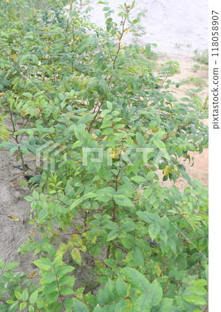 Sicklepod plant in the forest is medicinal Sicklepod plant in the forest is medicinal 118058907