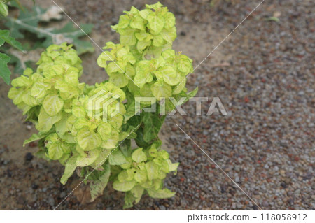 Sicklepod plant in the forest is medicinal Sicklepod plant in the forest is medicinal 118058912