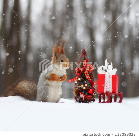 Red squirrel sits on the snow near small Christmas tree. Christmas concept 118059022