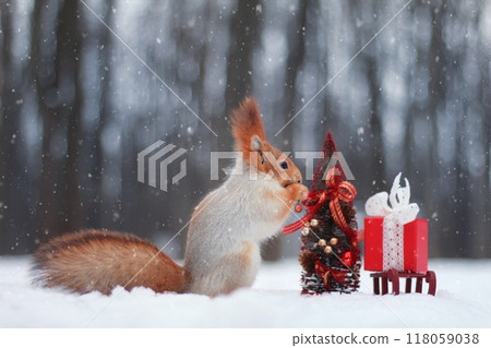The red squirrel decorates a Christmas tree. Christmas concept 118059038
